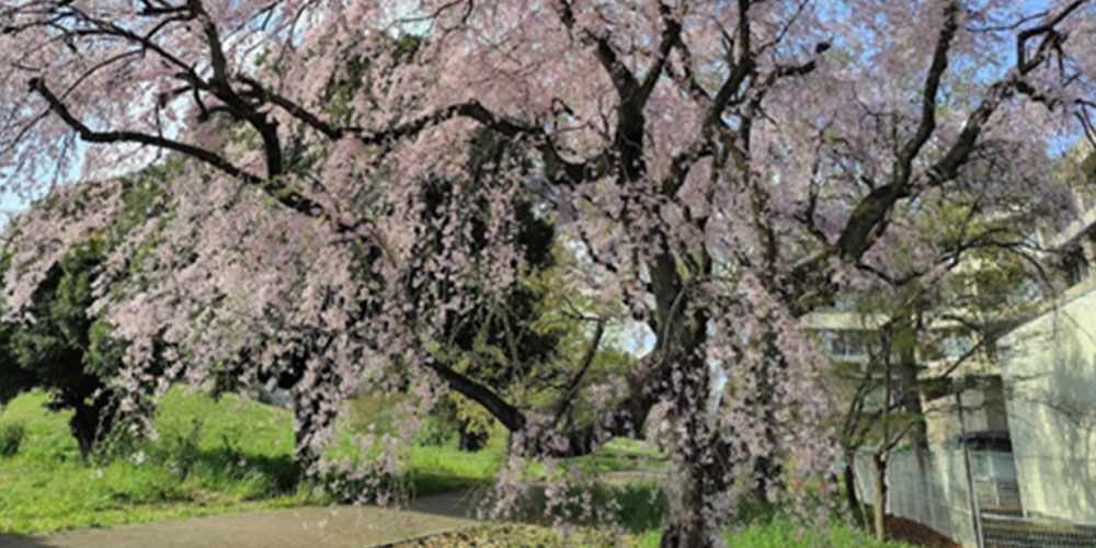 あなたらしいファイフスタイル