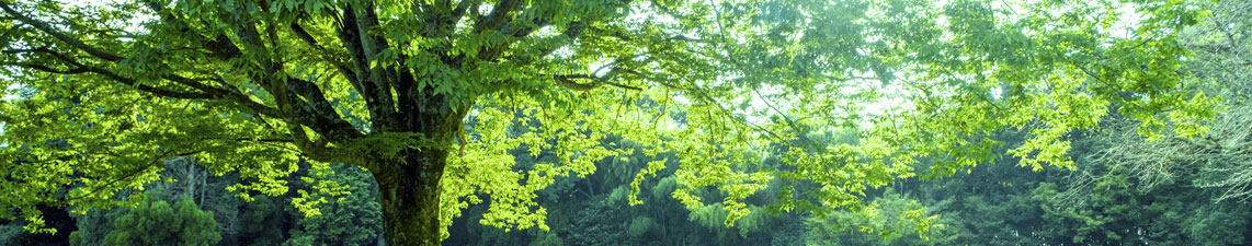 こころについての情報