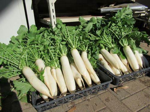 豊作の大根