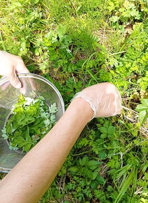 ヨモギを摘む様子